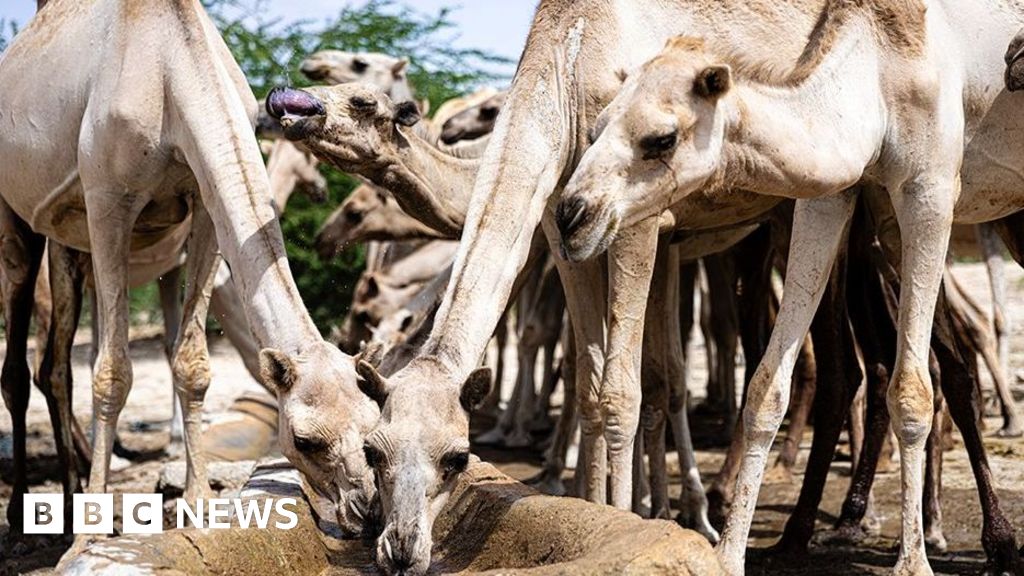 காலநிலை மாற்றம் சோமாலியாவின் பிரச்சனைகளை டர்போ சார்ஜ் செய்கிறது