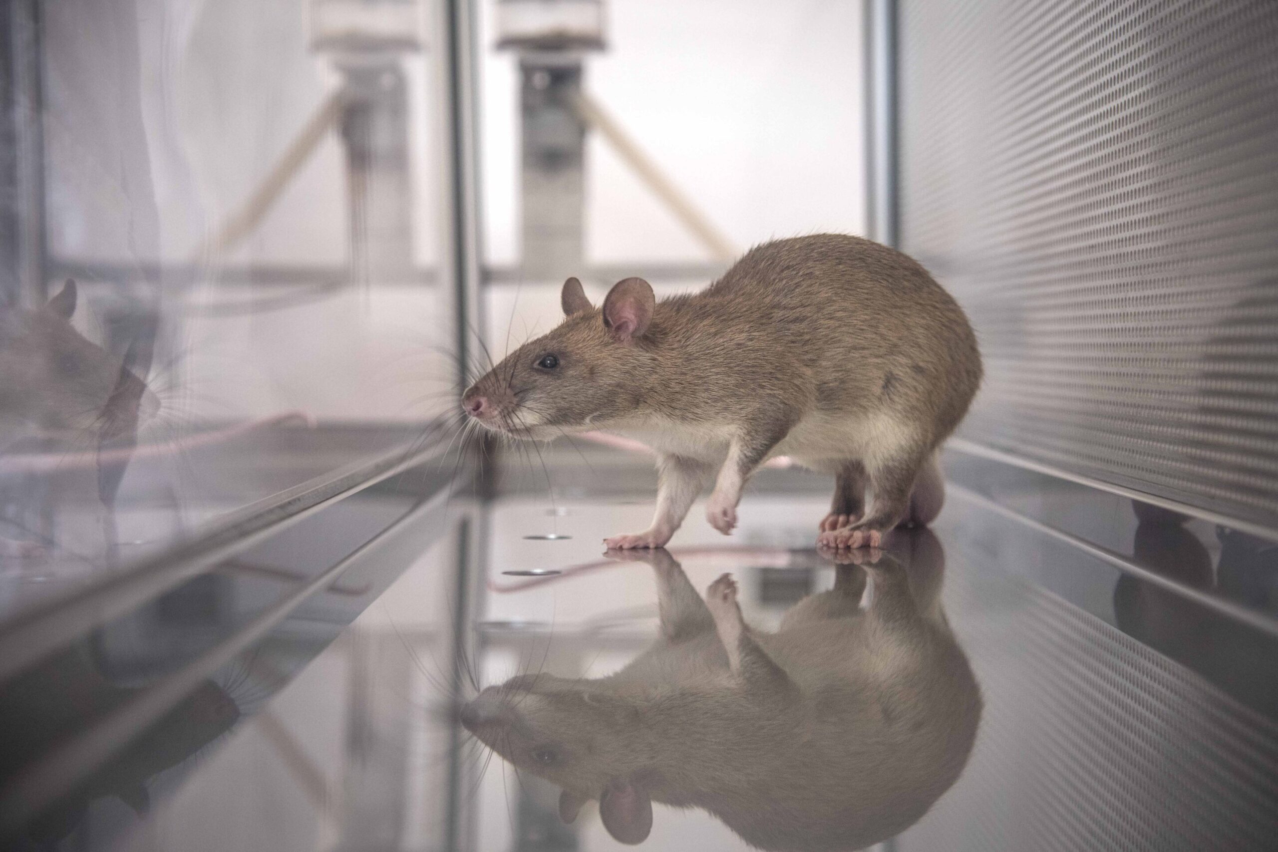 African giant rats trained to sniff out illegal wildlife products