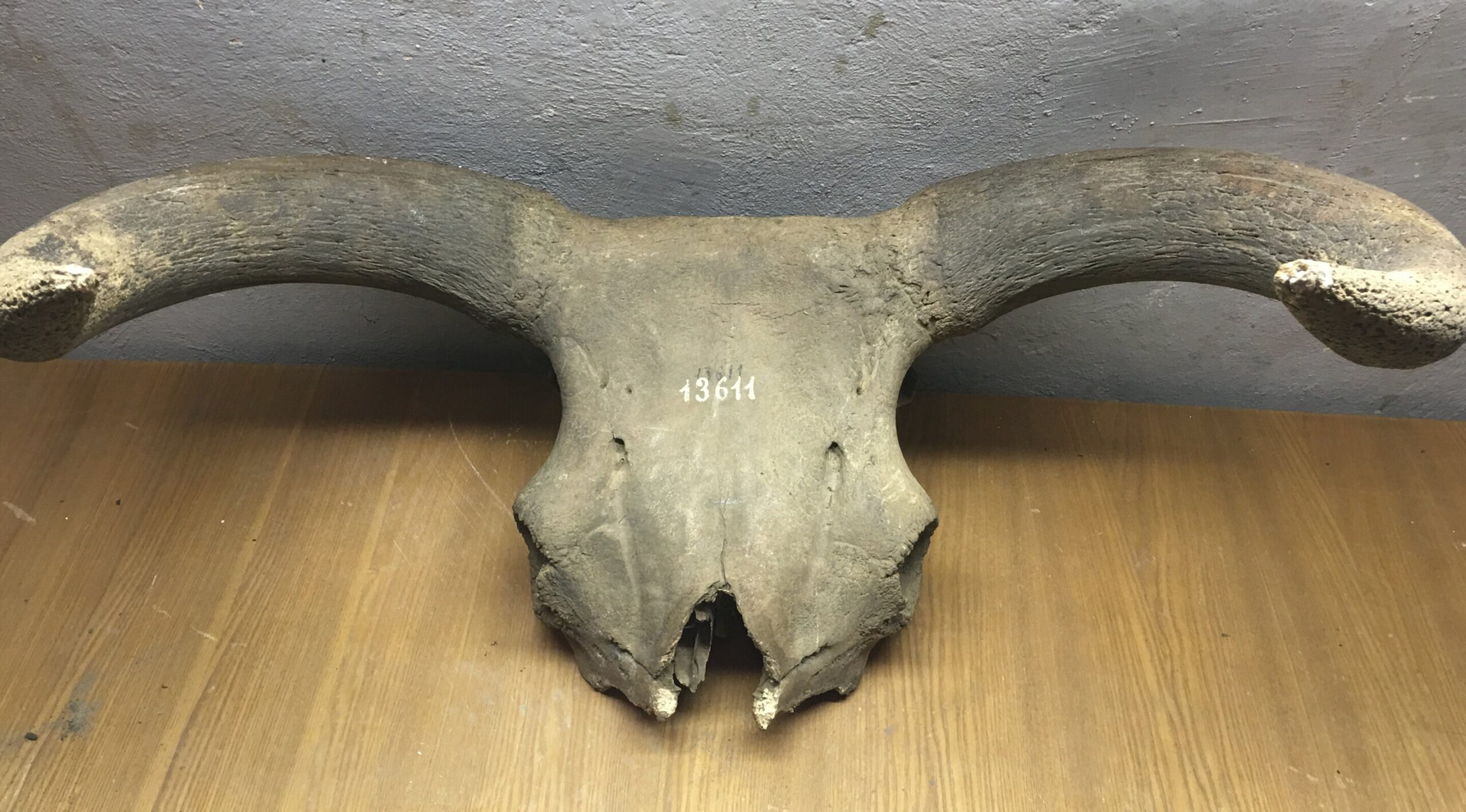 Ancient DNA brings to life the history of the iconic aurochs