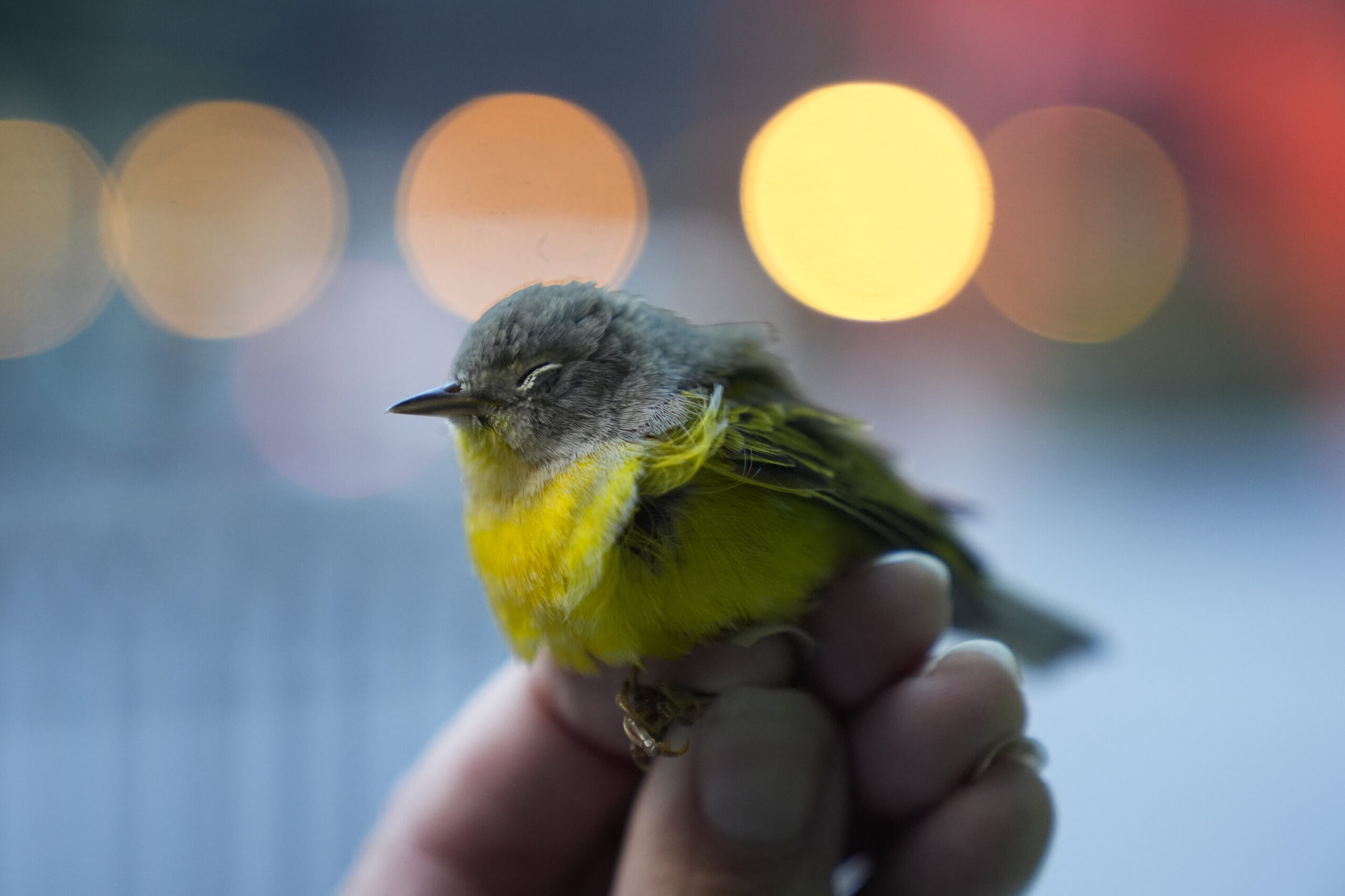 Avian enthusiasts try to counter the deadly risk of Chicago high-rises for migrating birds