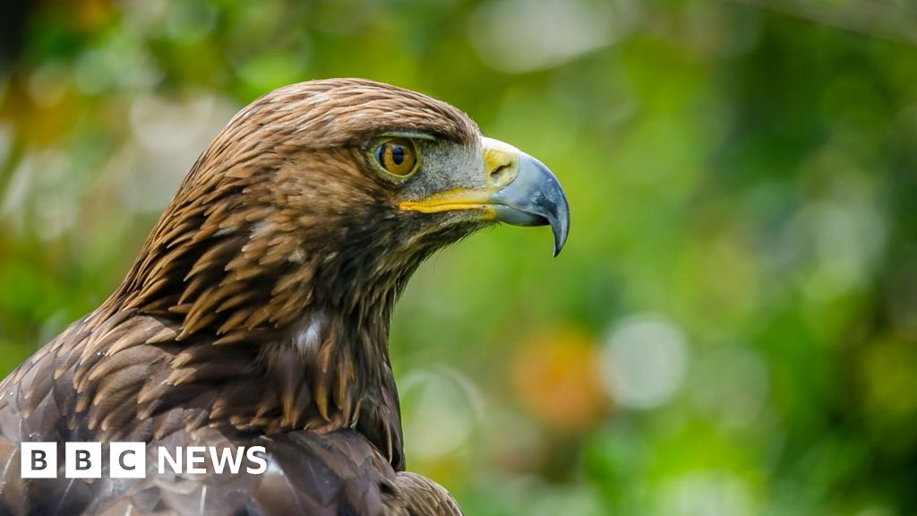 Birds of prey deaths blamed on shooting estate gamekeepers