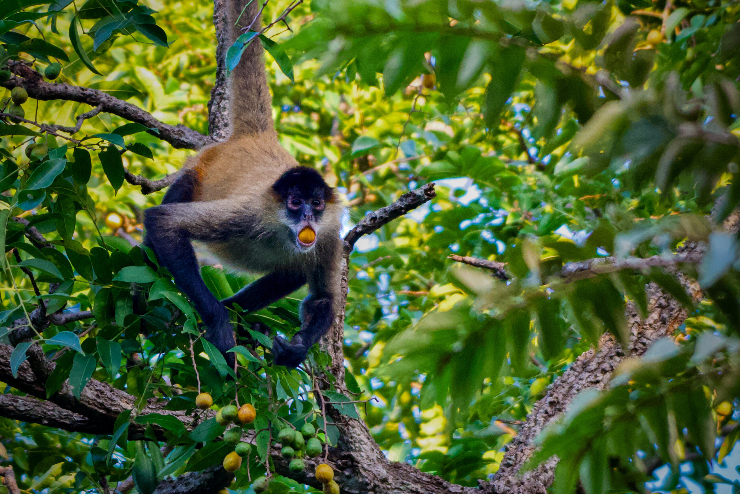 Ecologists suggest animal alcohol consumption more common than thought