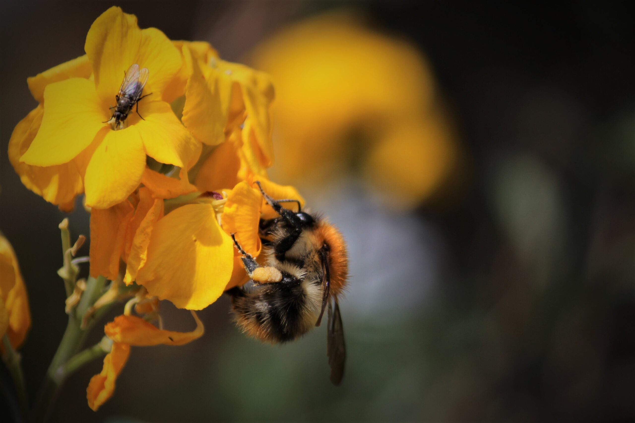 Gardens prevent pollinators from starving when farmland nectar is scarce, study finds