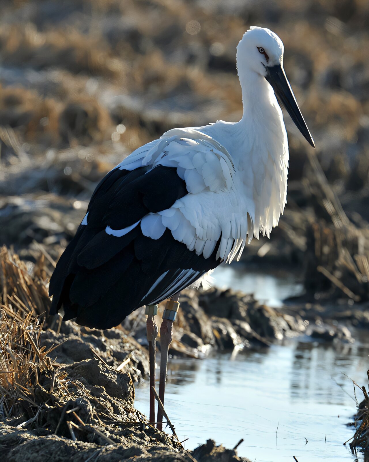 Genomic study offers hope for endangered Oriental stork