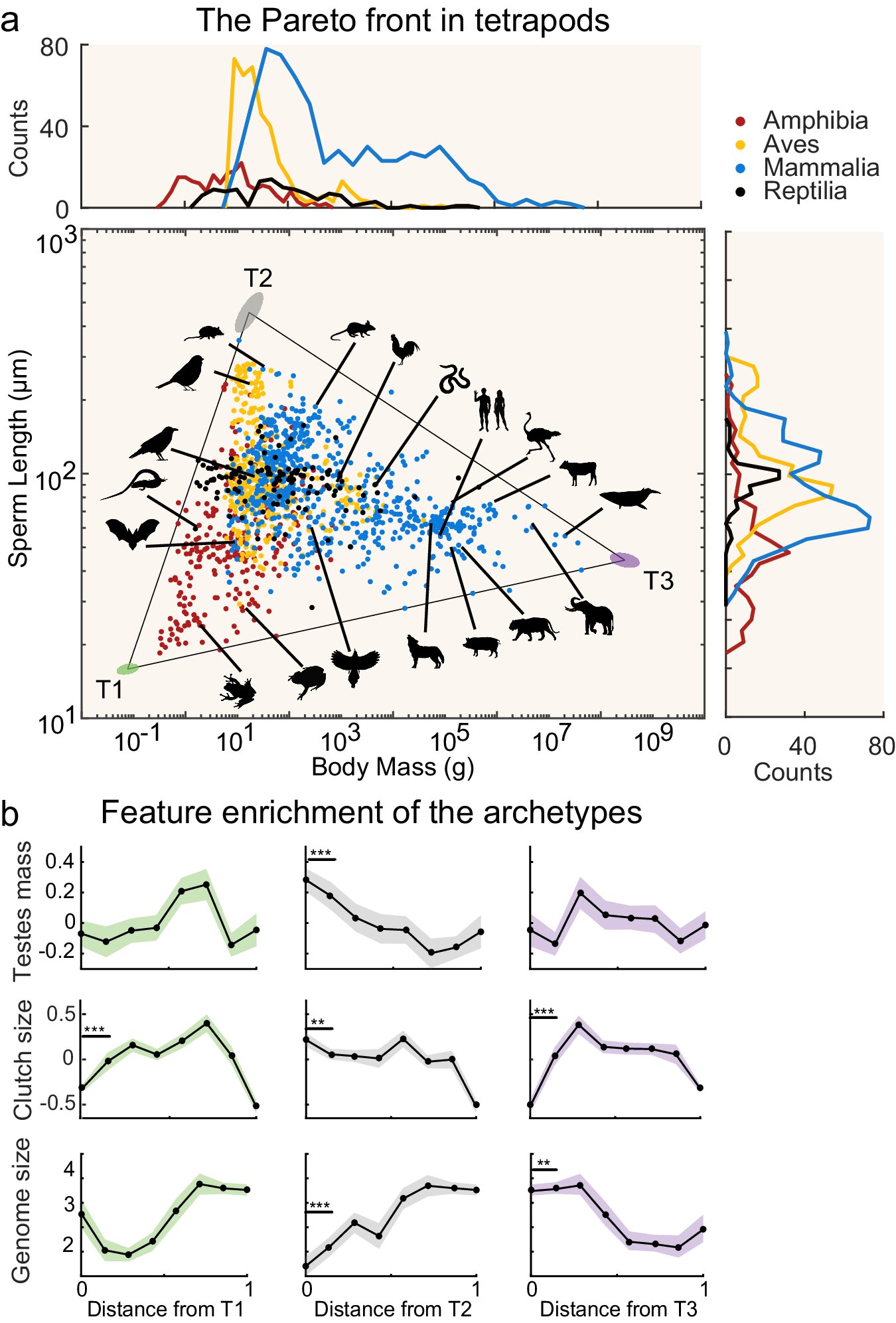 How evolutionary trade-offs shape sperm length in tetrapods