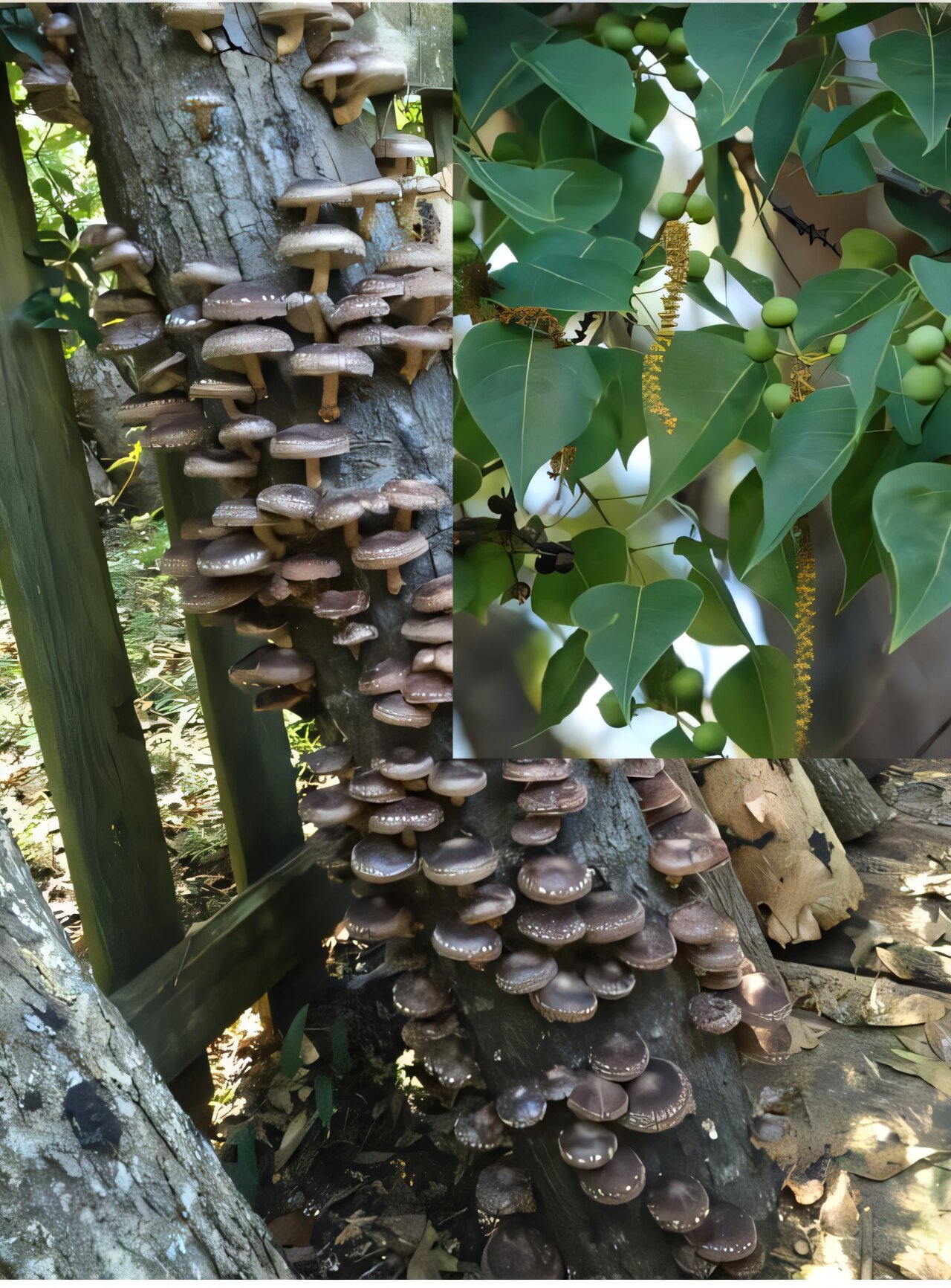 Invasive tree logs show promise for mushroom production