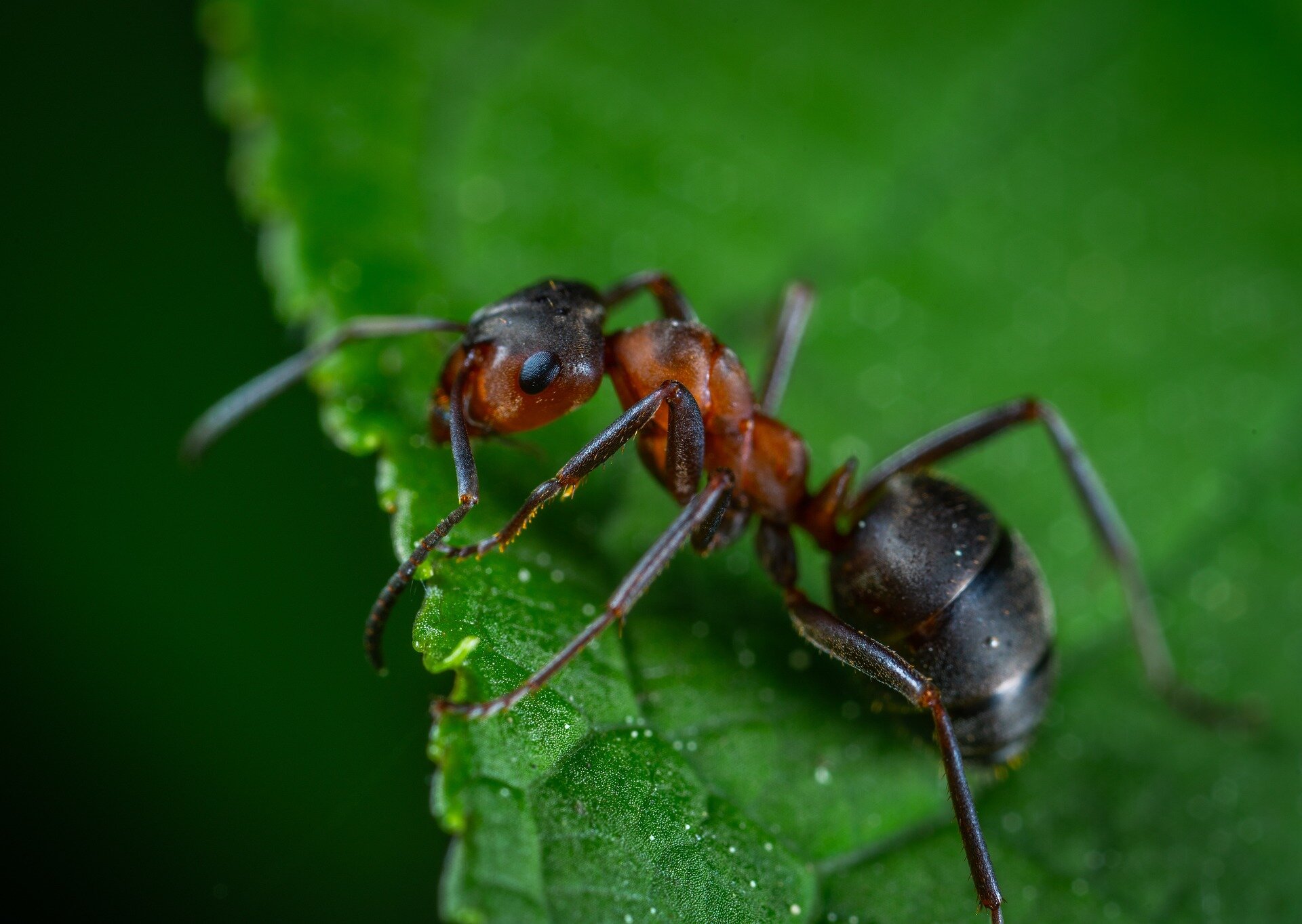 Keep your ghosts and ghouls—the Cordyceps fungus creates real-life zombies