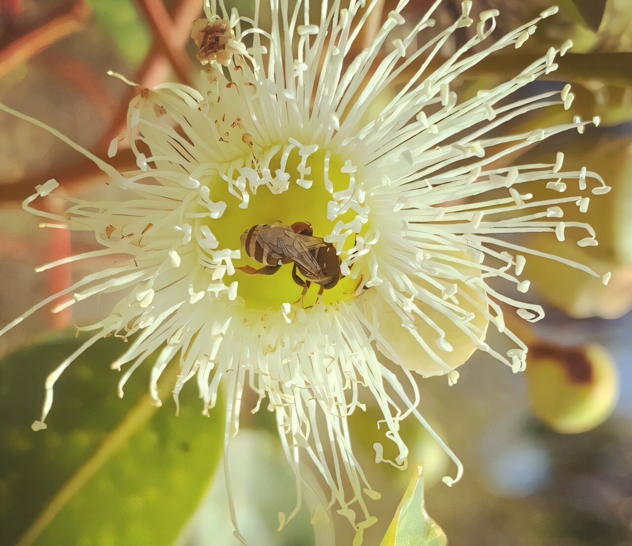 Marri trees are a lifeline for many native bee species in a biodiversity hotspot