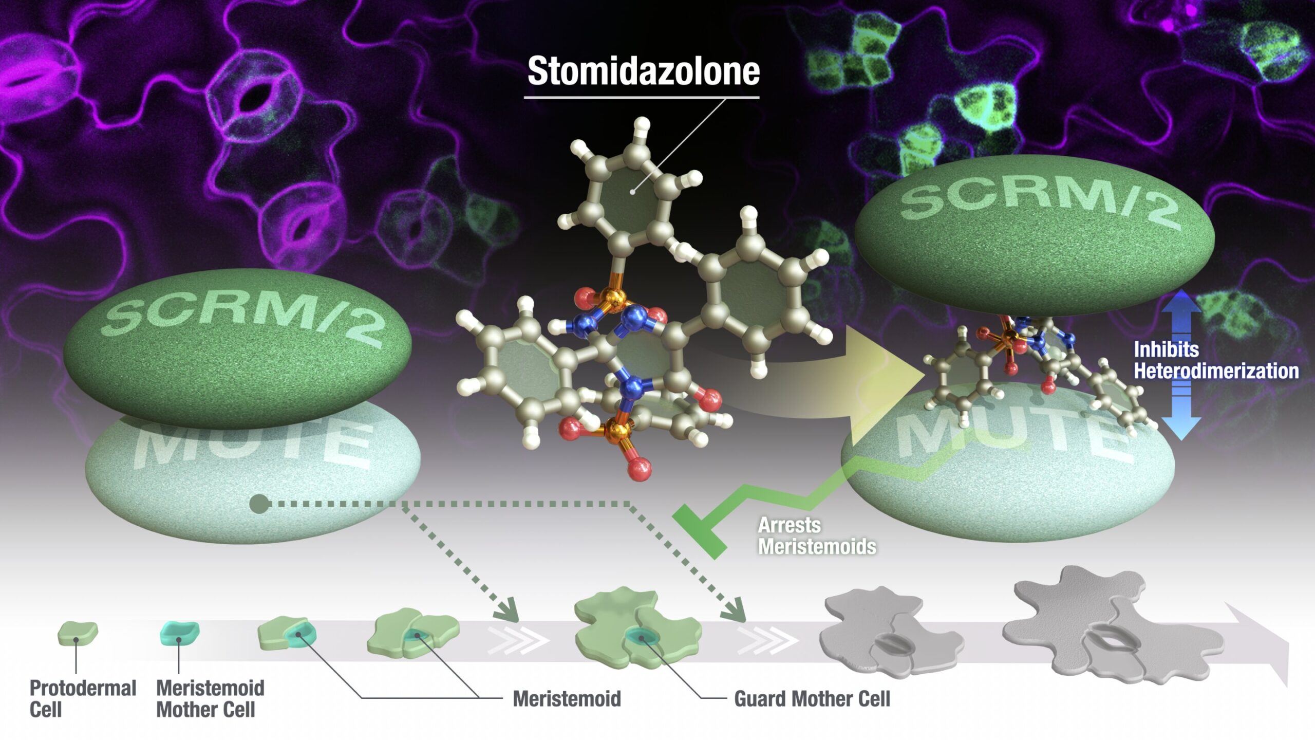 New chemical treatment reduces number of plant pores that regulate water loss