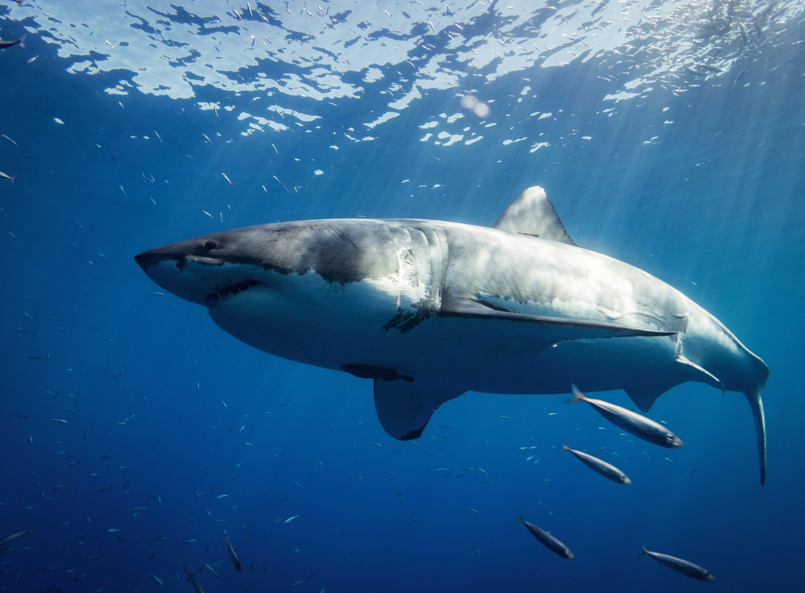 Pilot expeditions work to preserve the white shark in the Mediterranean Sea