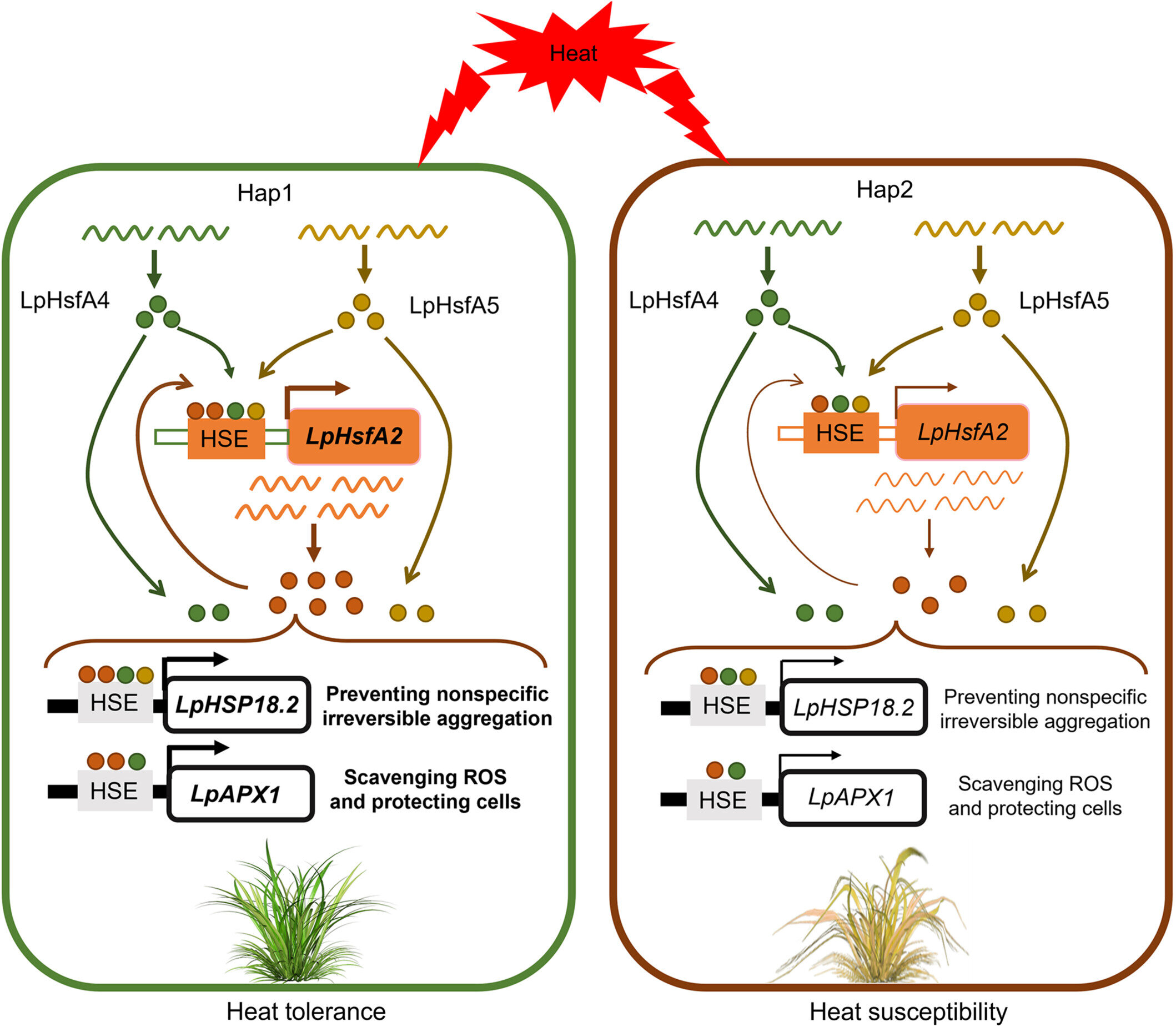 Pivotal gene found to confer heat tolerance in perennial ryegrass