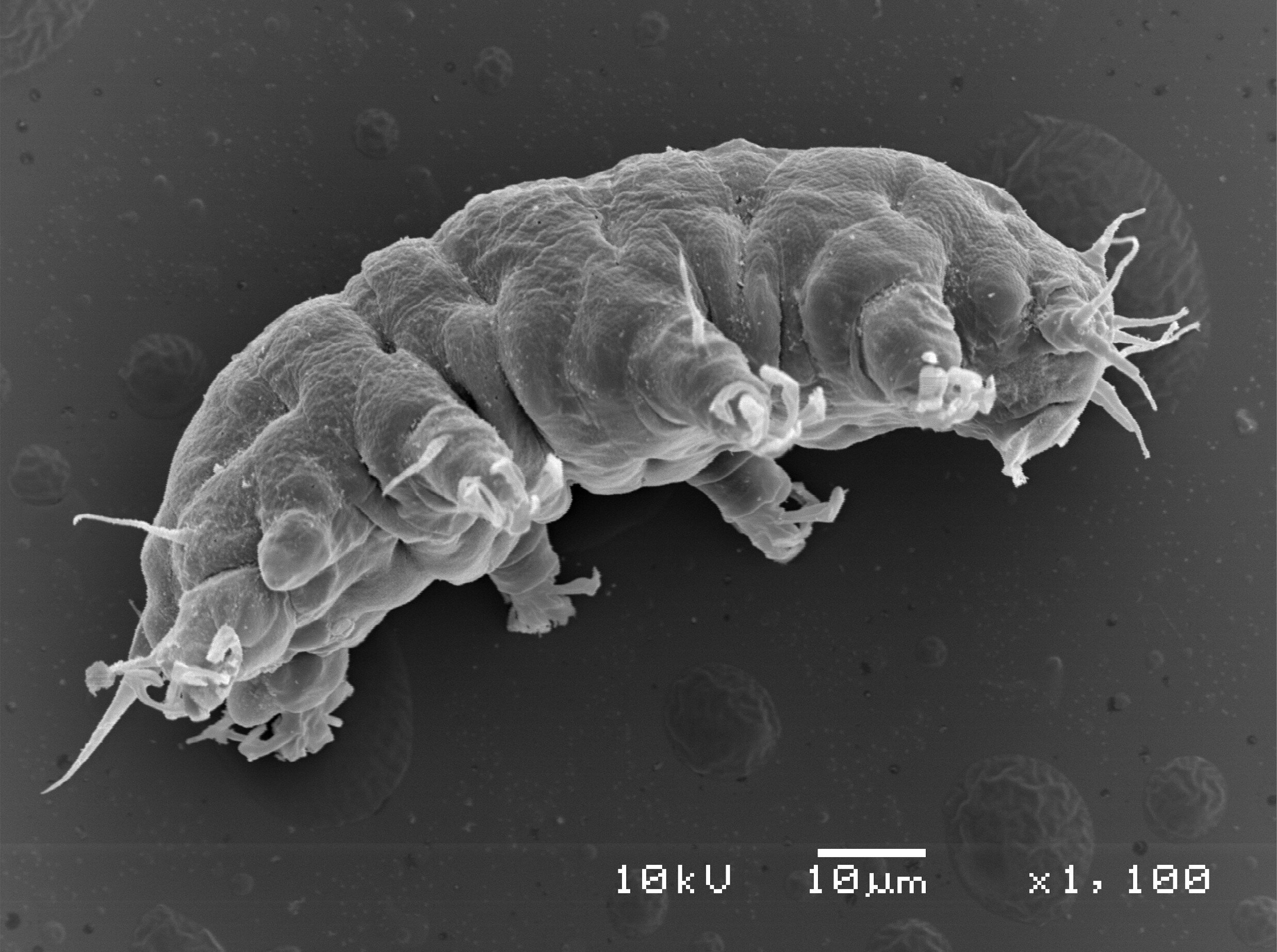 Reading comprehension; revisiting tardigrade orthodoxy; restoring universal symmetry