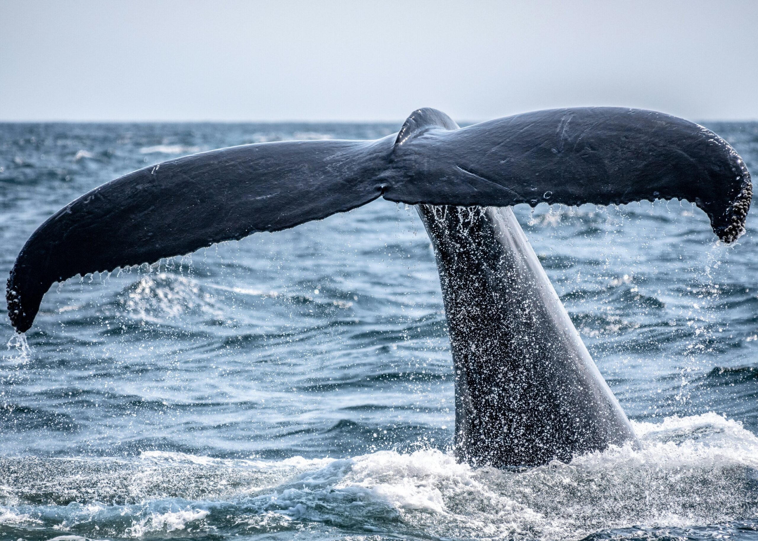 Right whales are migrating in new areas, prompting need for better protections, report finds