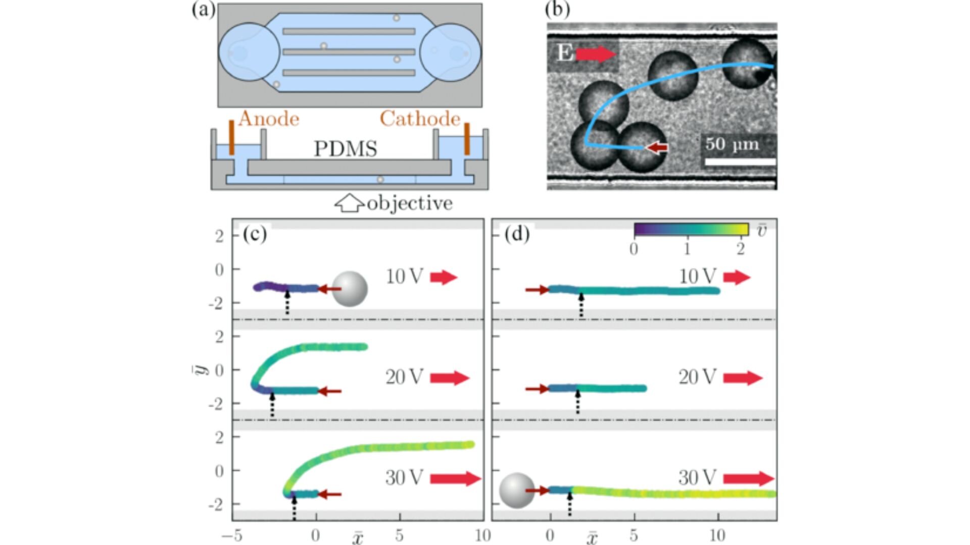 Scientists demonstrate precise control over artificial microswimmers using electric fields