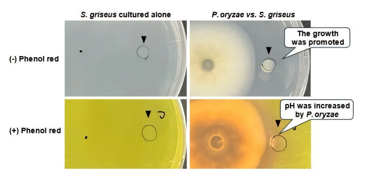 Scientists discover how rice blast fungi interact with soil microbes