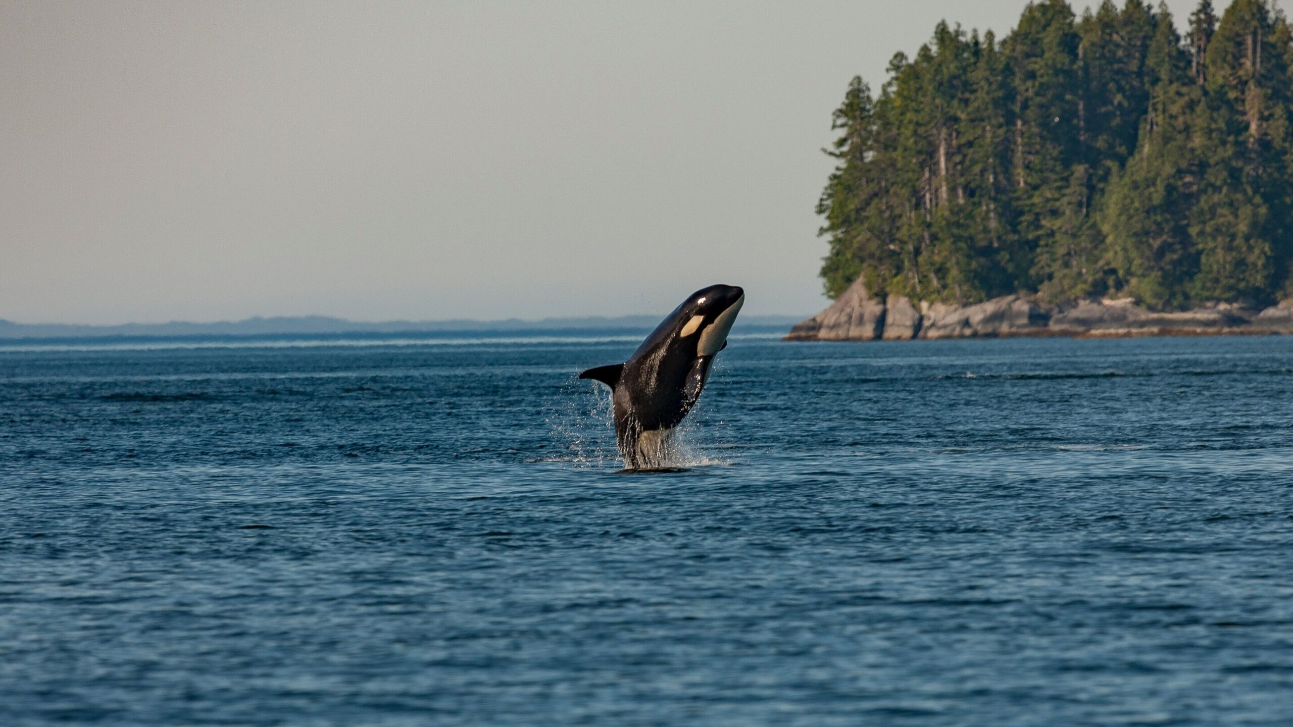 Scientists find southern killer whales of the Pacific have access to enough food, deepening mystery of their struggles