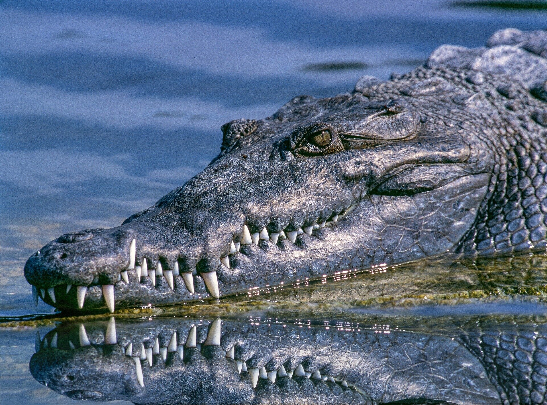 Sinuses prevented prehistoric crocodile relatives from deep diving, paleobiologists suggest