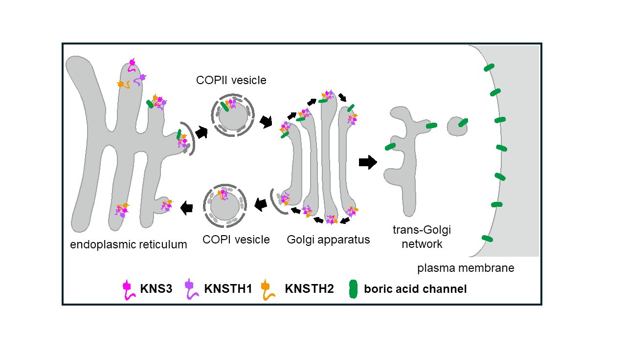 Study finds key protein aids nutrient transport within plant cells