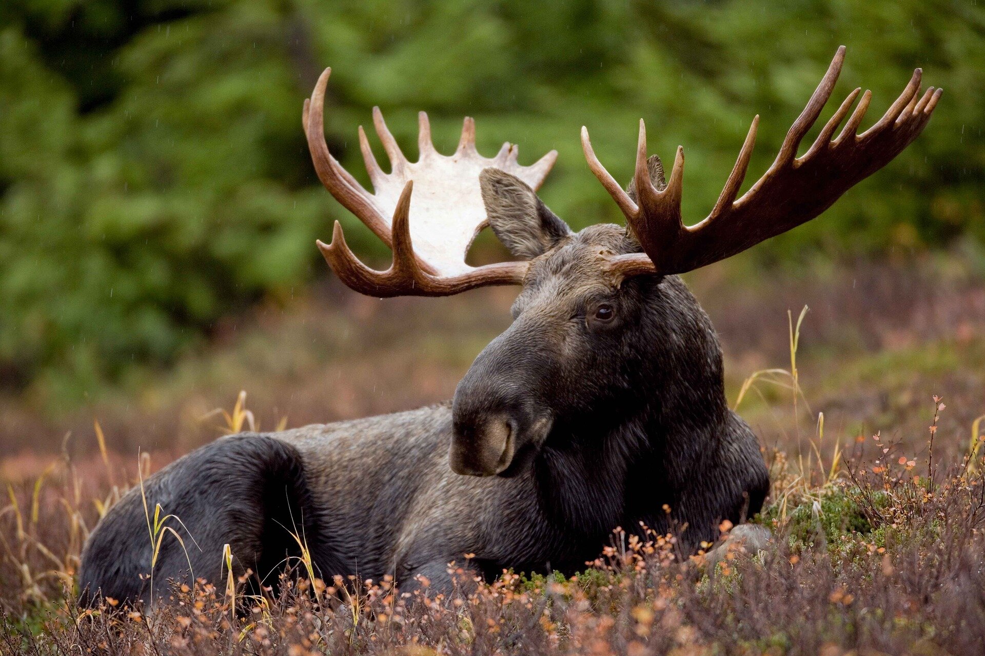 Study reveals the ‘most Canadian’ animals