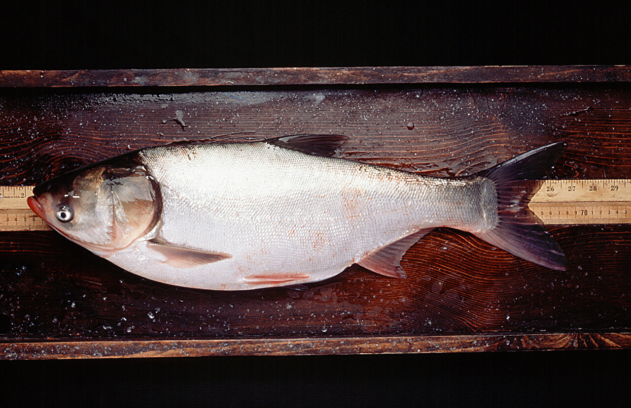 Study shows invasive silver carp reduce movement in Chicago-area water