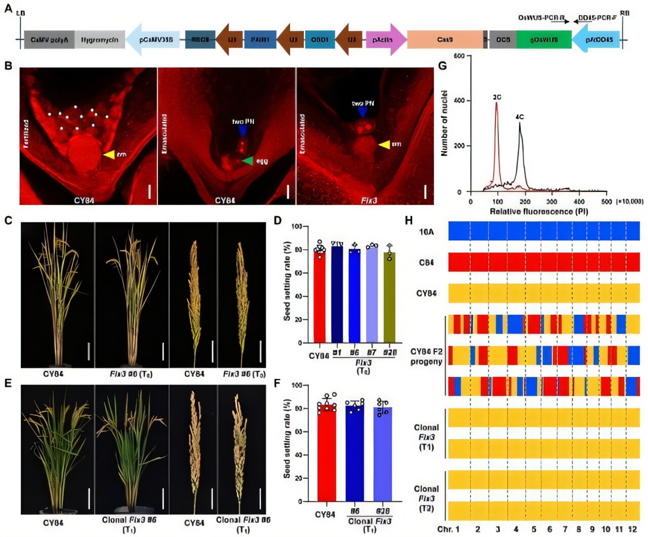 Synthetic asexual reproduction system in hybrid rice shows promise for seed production