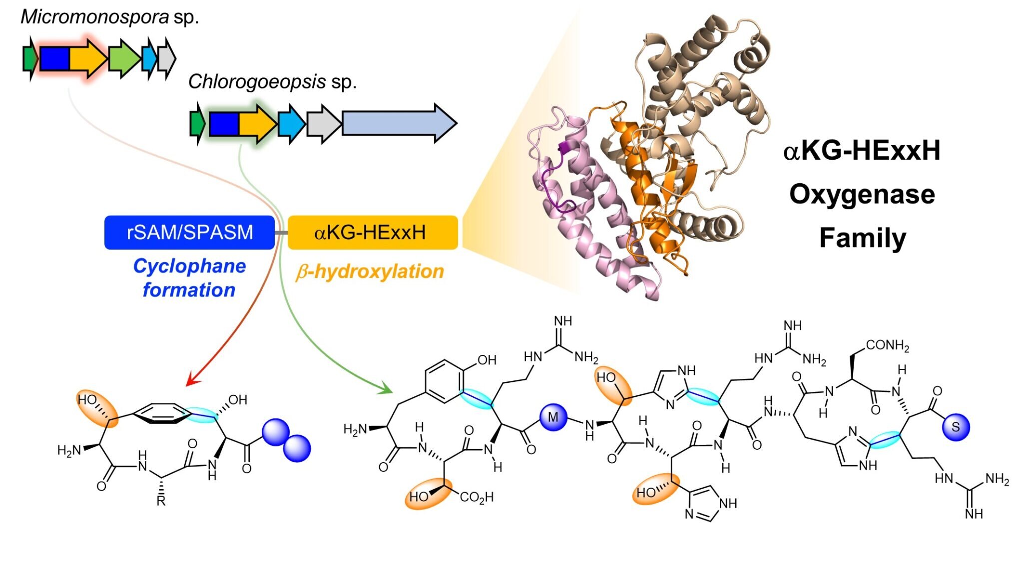 Unique multidomain enzymes from bacteria identified