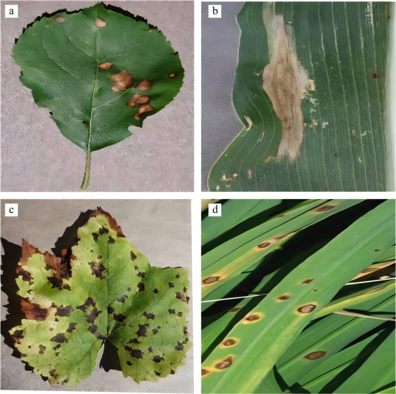 Advanced AI techniques enhance crop leaf disease detection in tropical agriculture