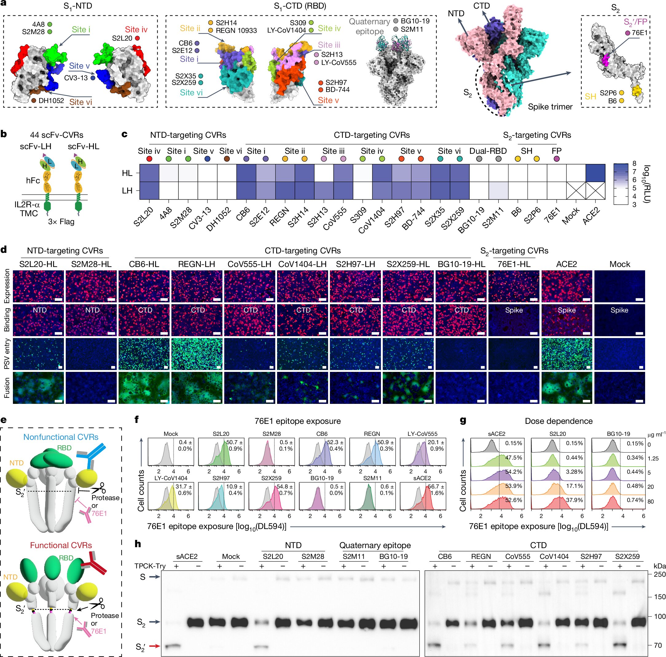 Artificial receptors made from coronavirus DNA open up new avenues for research