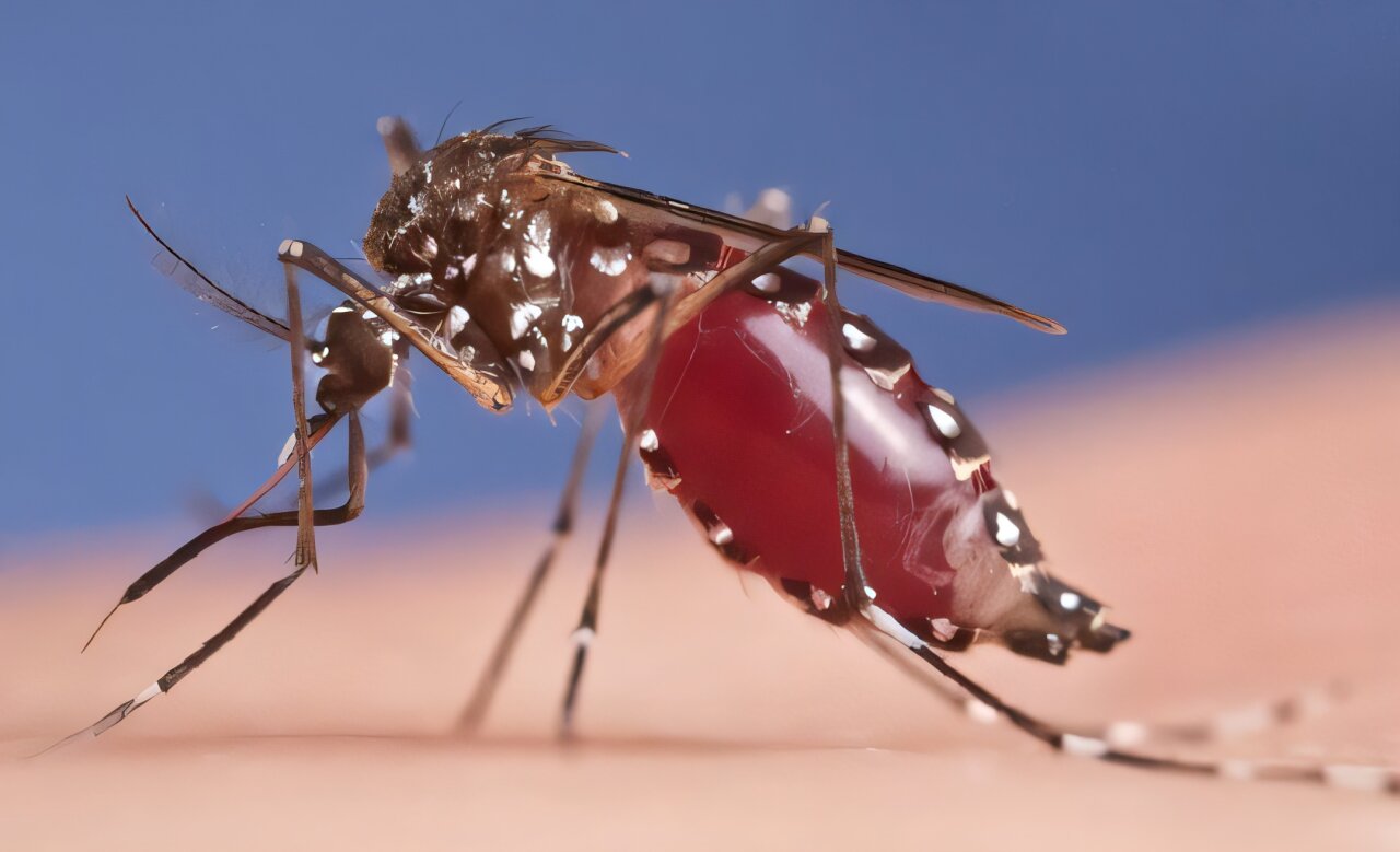 Bacteria discovery could accelerate mosquito control schemes