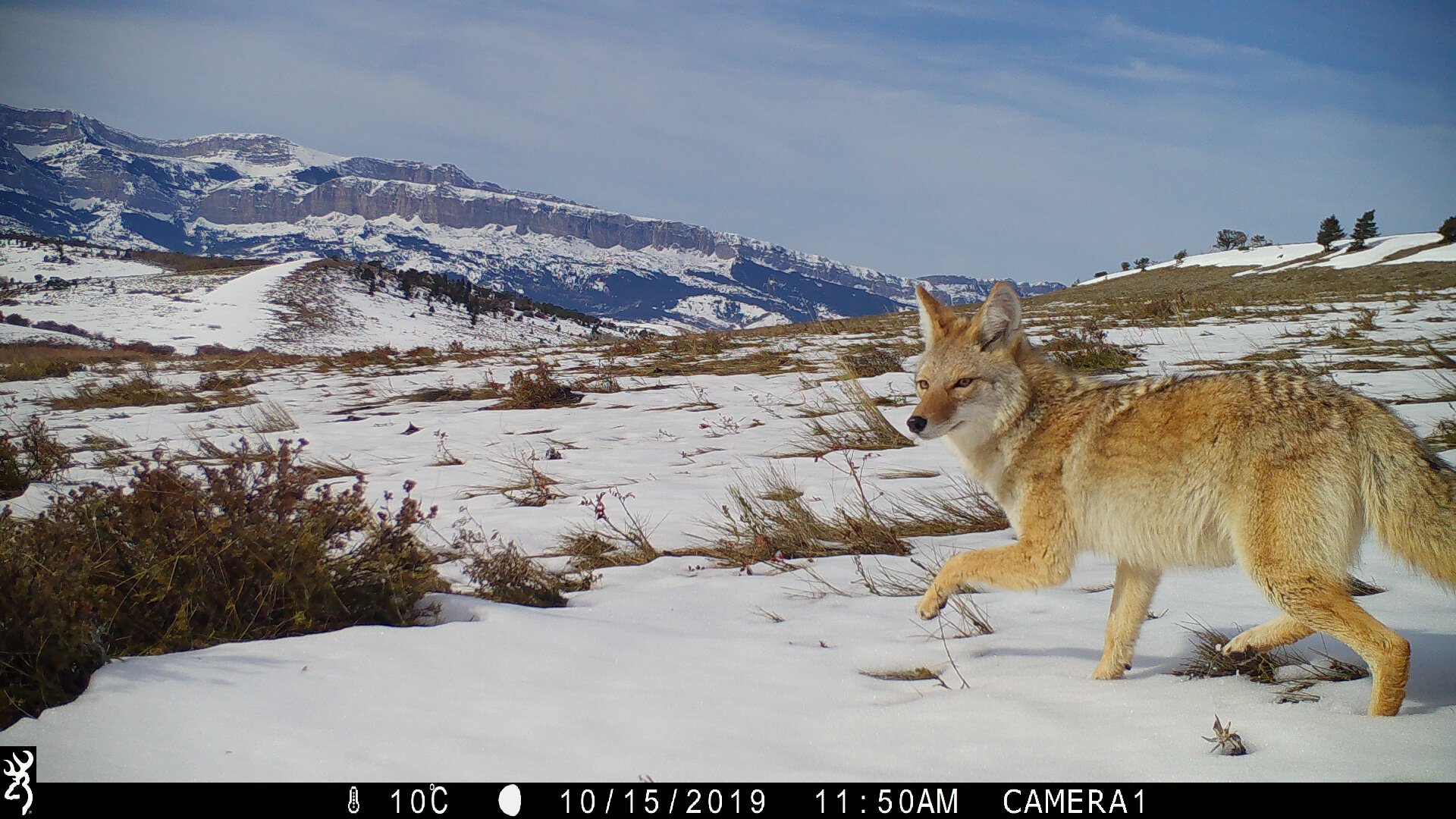 Coyotes are thriving despite human and predator pressures, large-scale study finds