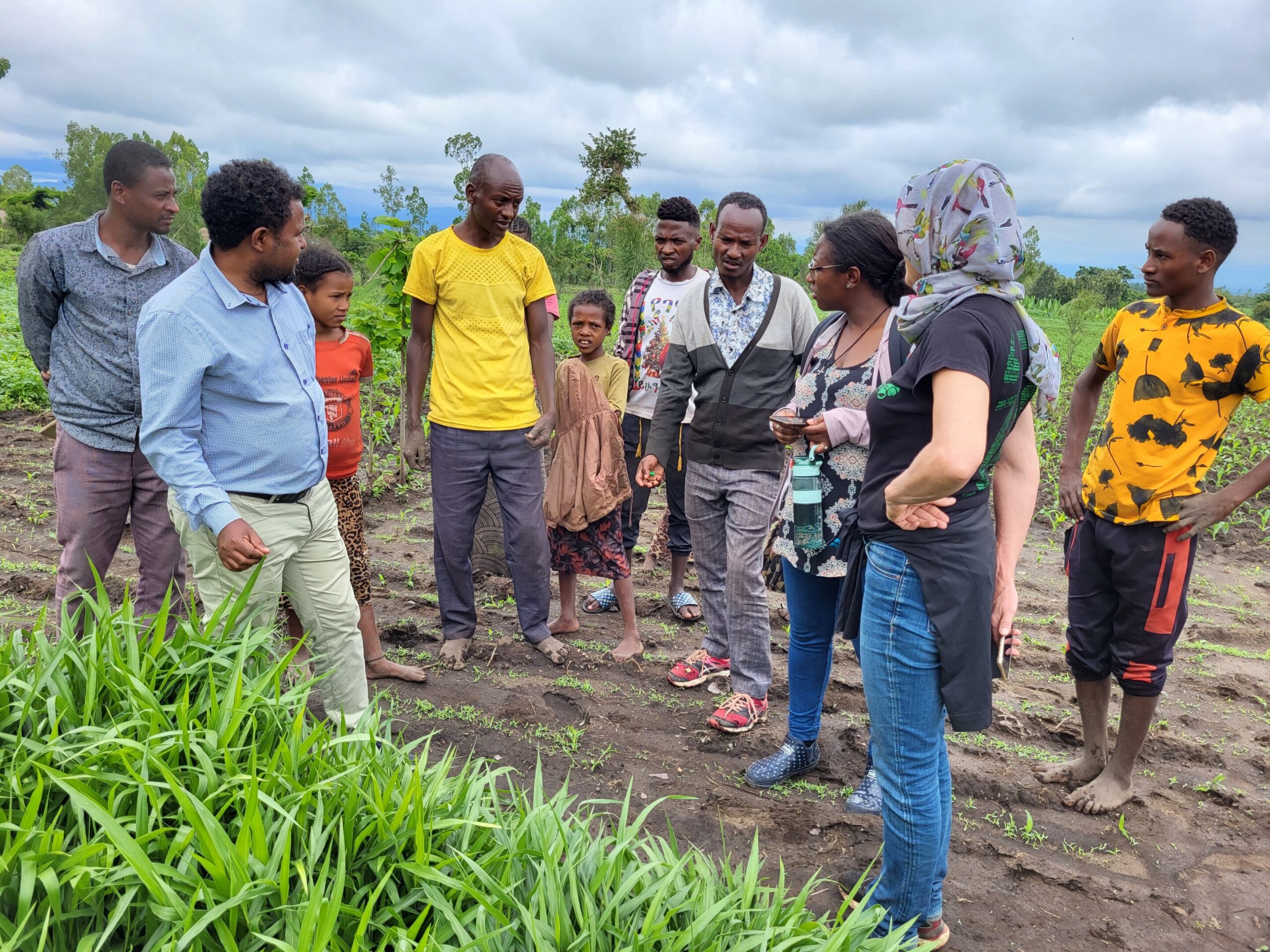 Ethiopian farmers improve soil and feed with forage mixtures