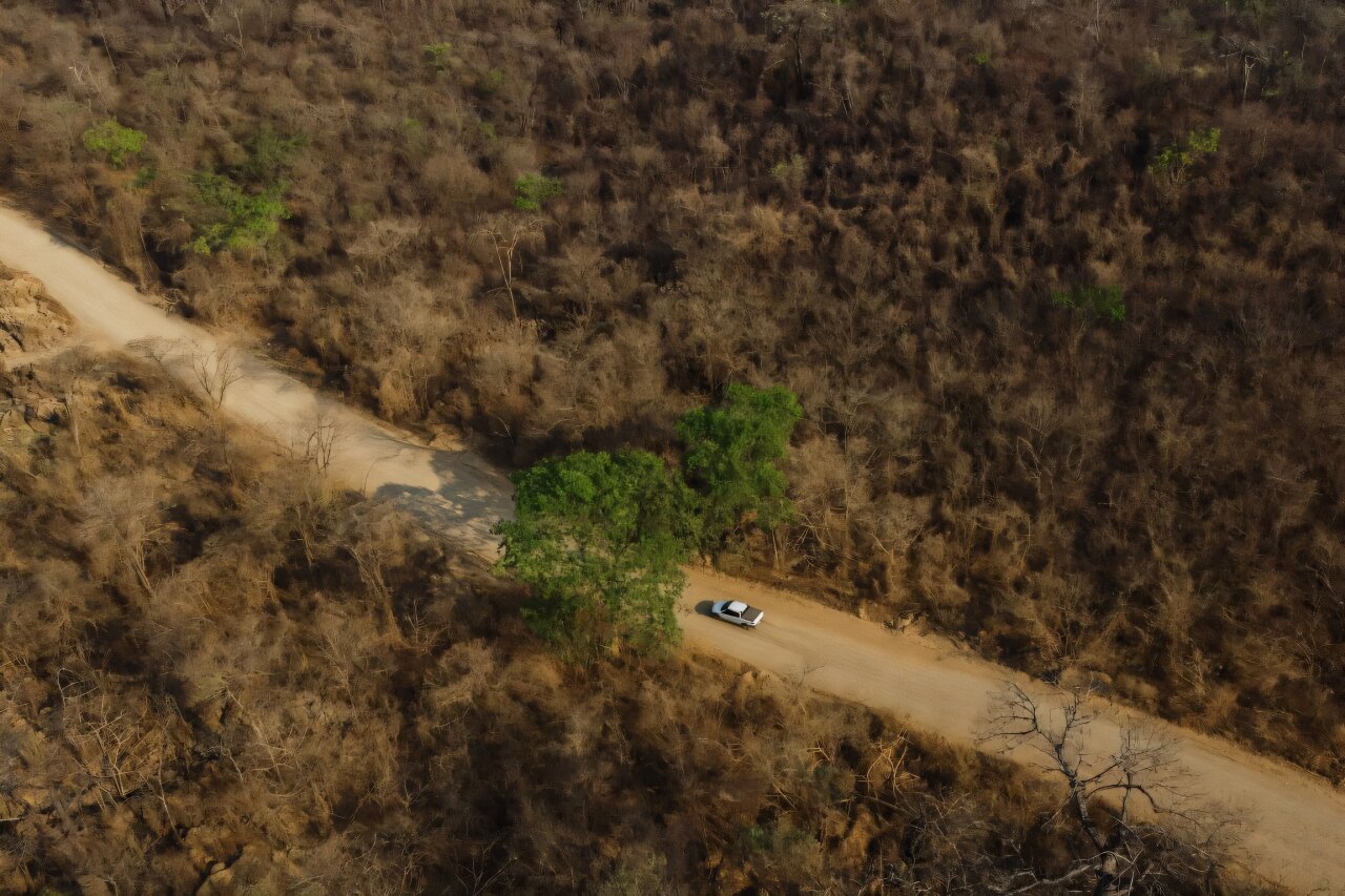 Green shoots spring from ashes in Brazil’s fire-resistant savanna