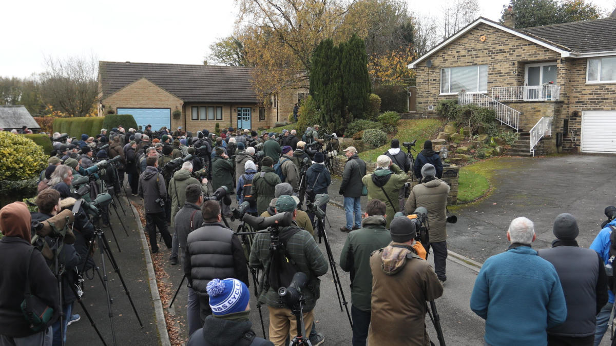 Hundreds of twitchers flock to cul-de-sac after rare bird spotted from America