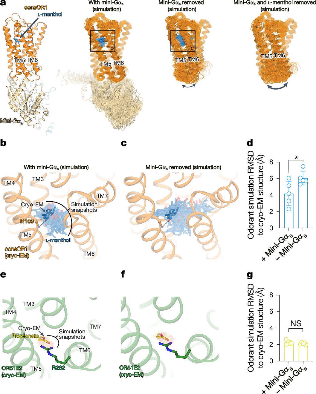 Lab-engineered receptors illuminate odor detection