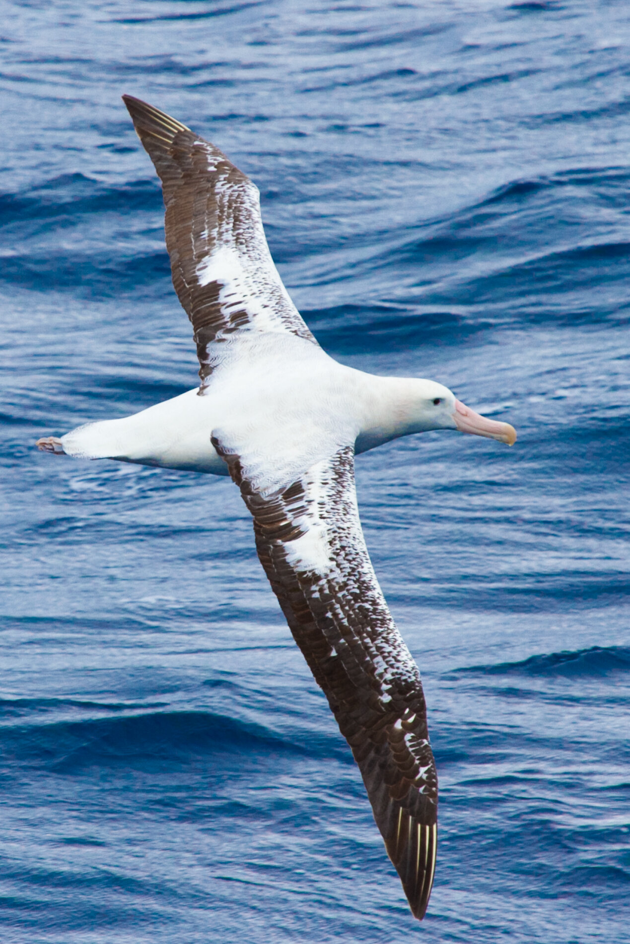 New research reveals how stormy conditions affect albatrosses’ ability to feed