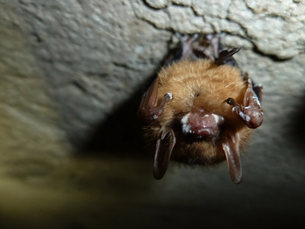 New tools give researchers hope for fungus-ravaged US bats