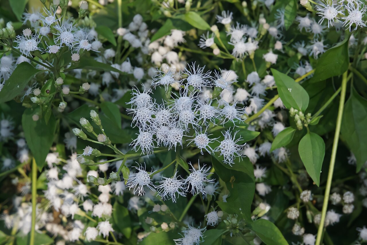 Researchers study effect of phosphorous and irradiance on the invasive plant Chromolaena odorata