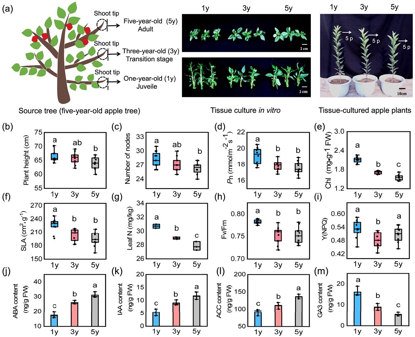 Sorbitol’s key role in apple plant growth strategy