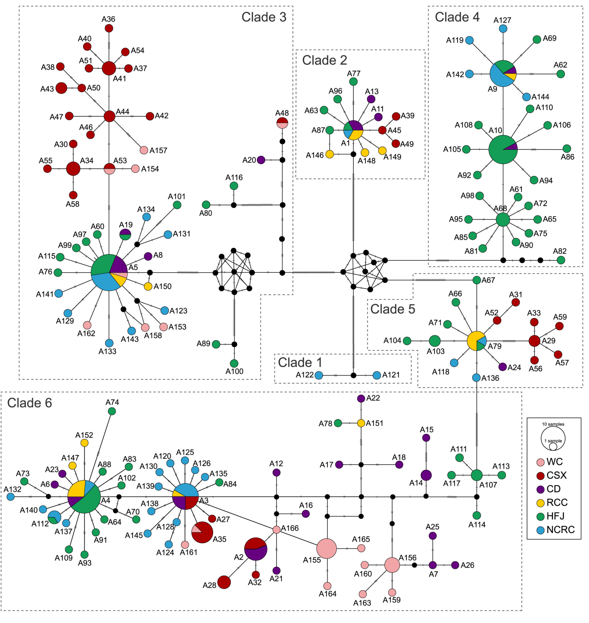 Team investigates population genetic characteristics of two hybrid crucian carp strains