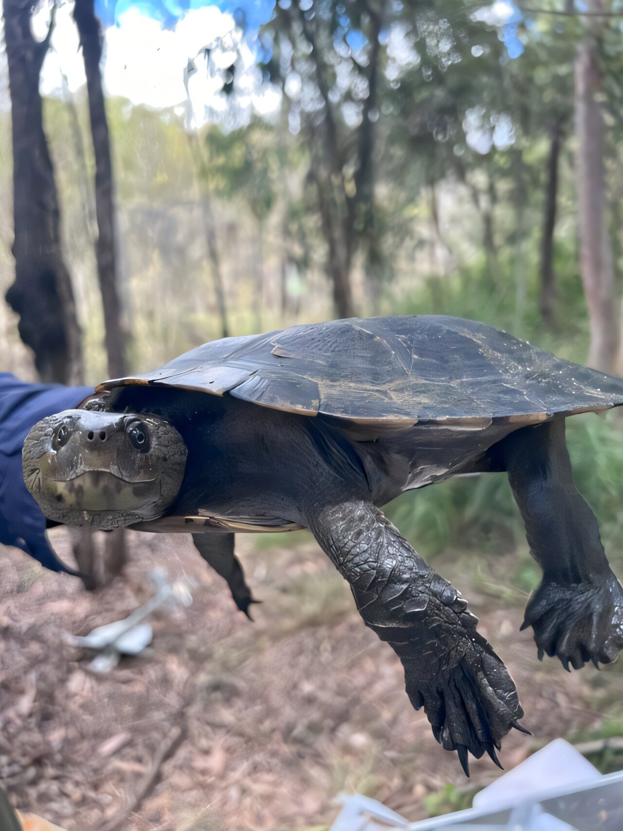 Uncovering health impacts of forever chemicals on freshwater turtles