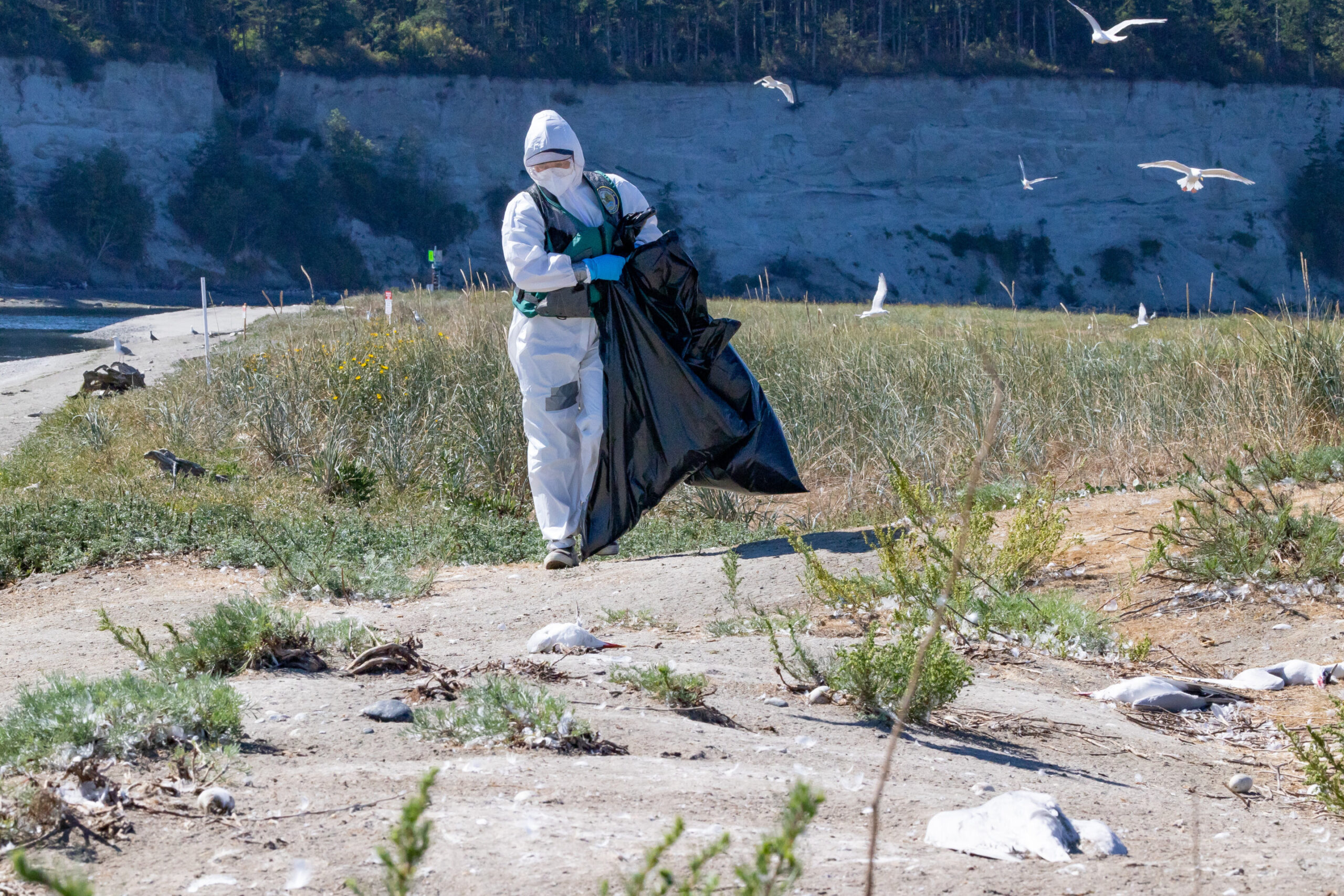 Washington coast avian flu outbreak devastated Caspian terns, jumped to seals